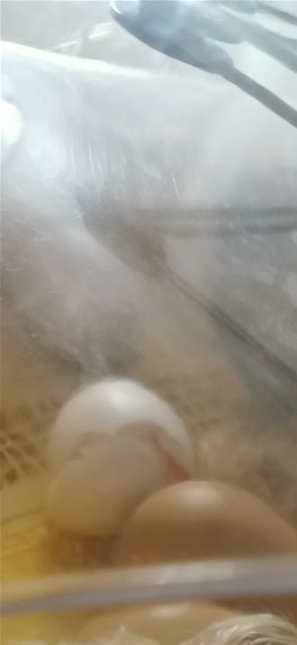 De to første kom en dag før tiden 🐣🍀