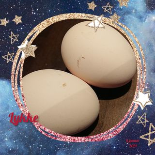 Unghønene våre gav oss håp for 2021, få dager inn i det nye året gav de oss egg 🥚